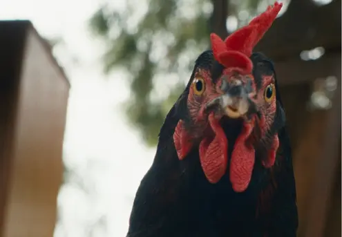 Hen