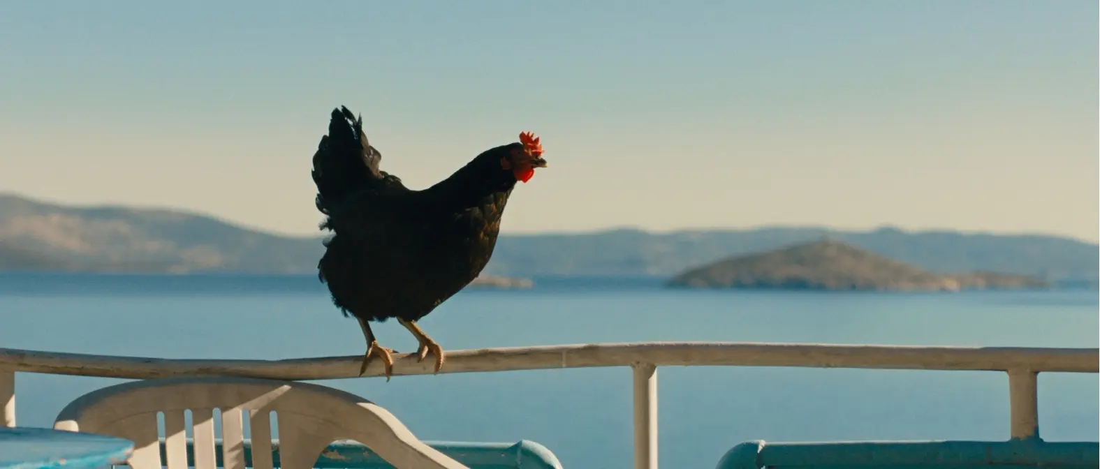 Hen